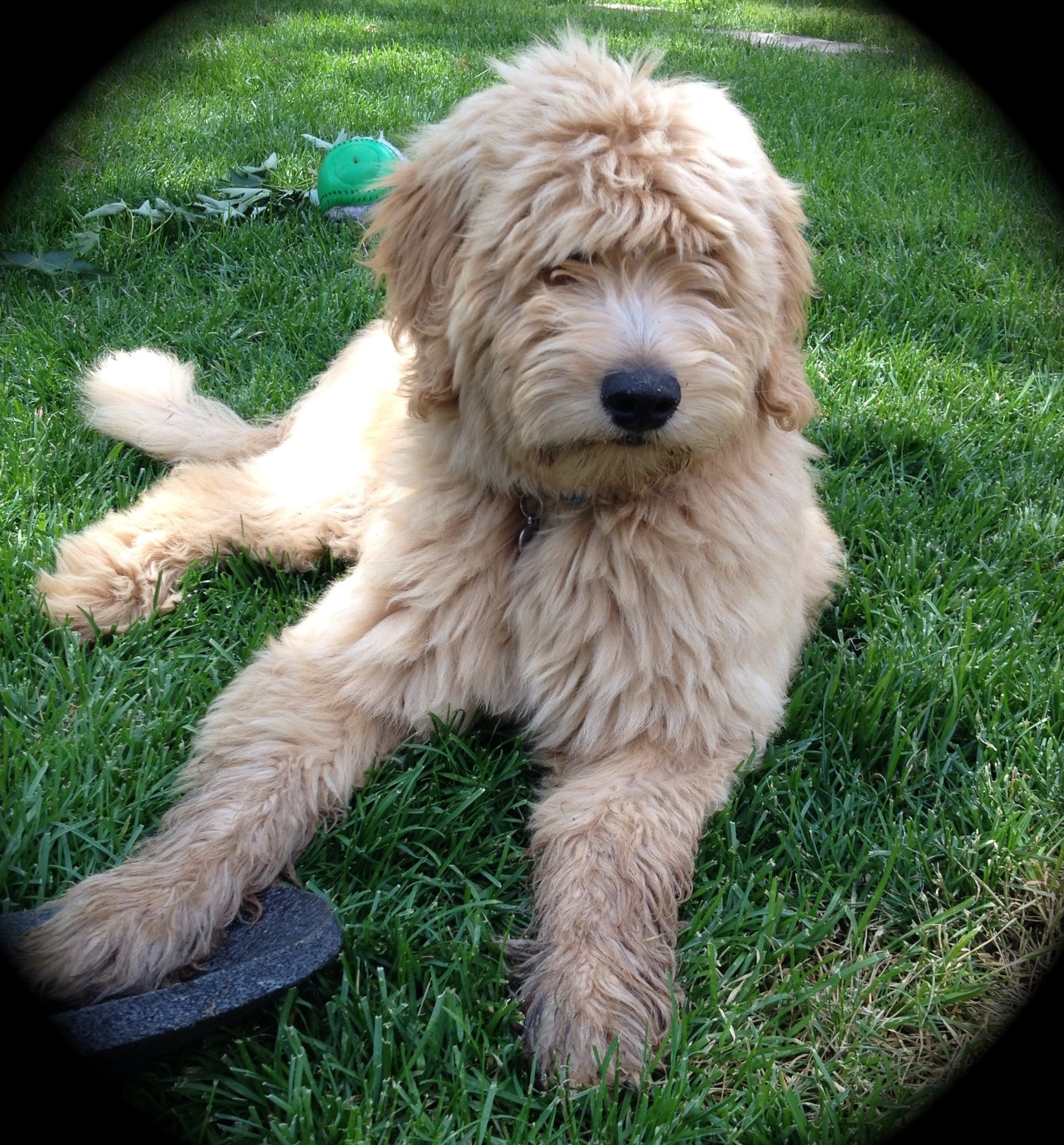 Wisconsin Miniature Goldendoodle Breeder